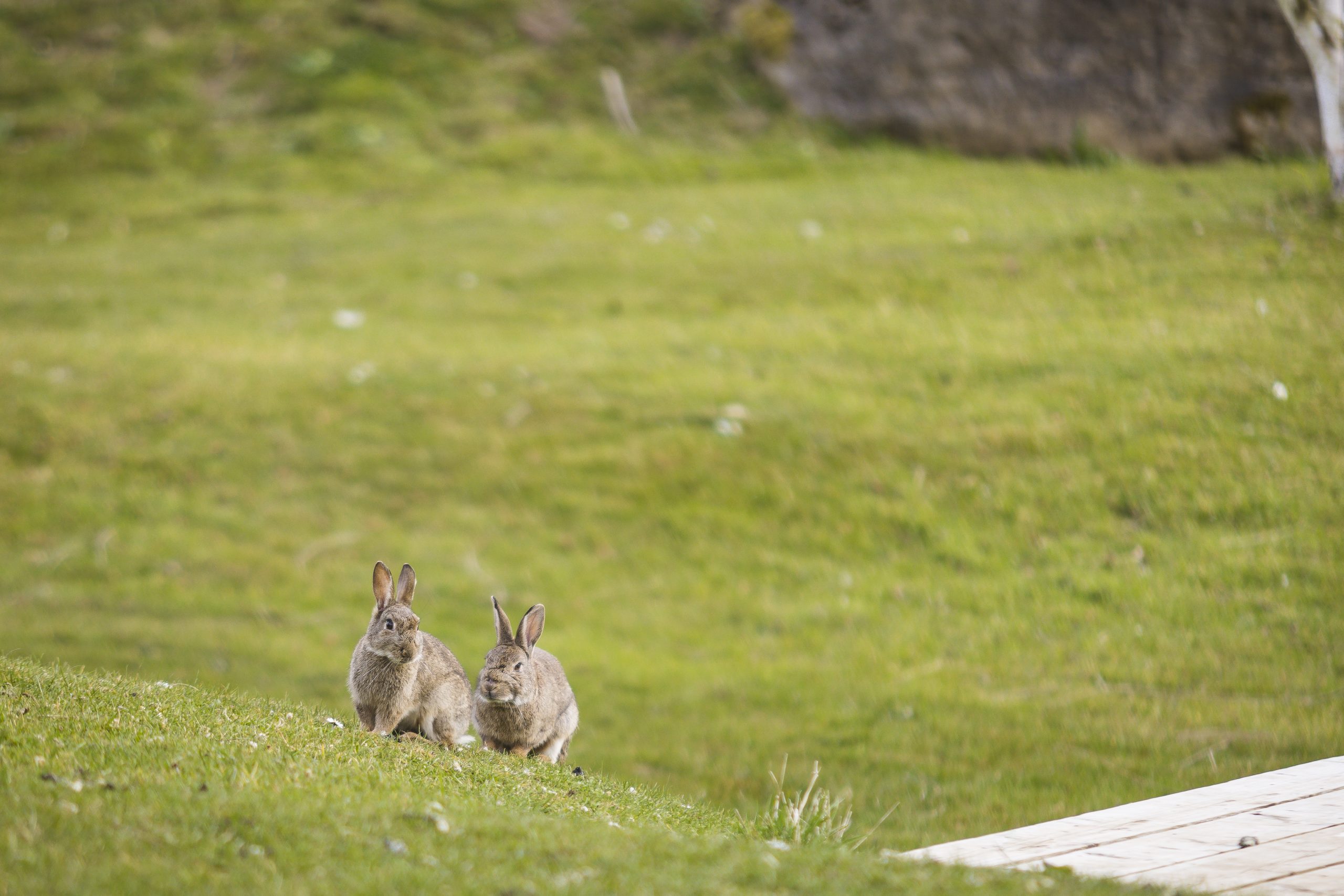 Bunny rabbits at Easter