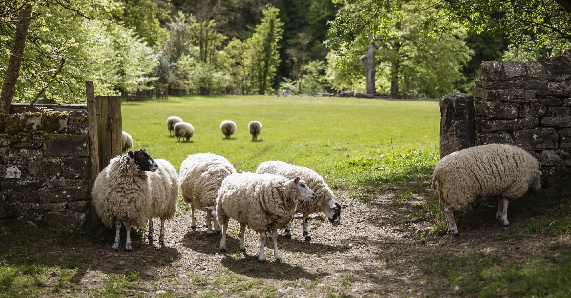 Masham Holiday Cottages